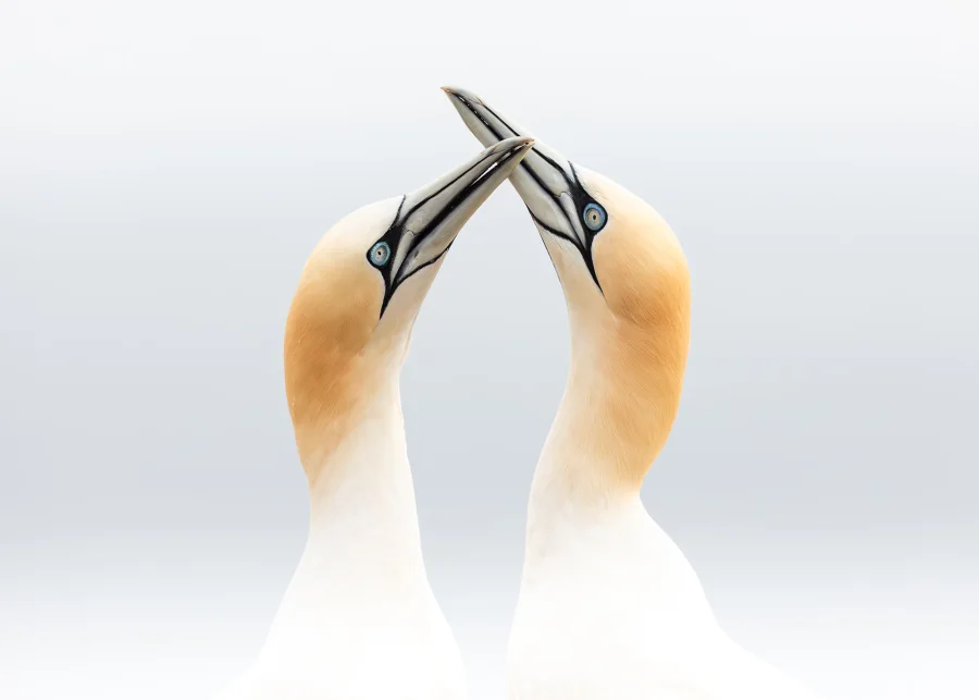 Sule — fineart naturfoto print