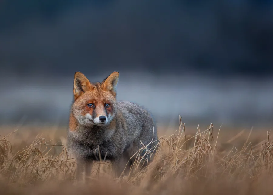 Ræv — fineart naturfoto print