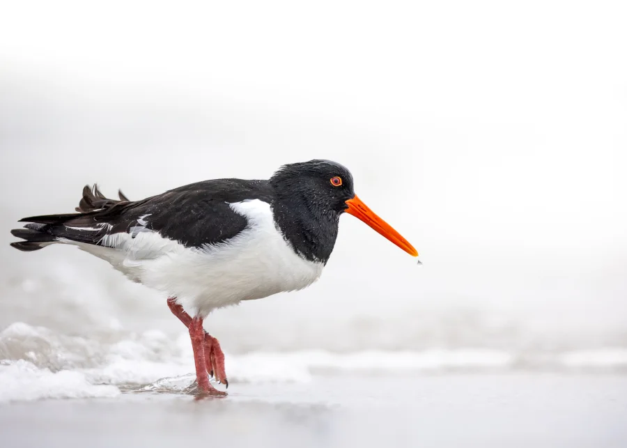 Strandskade — fineart naturfoto print
